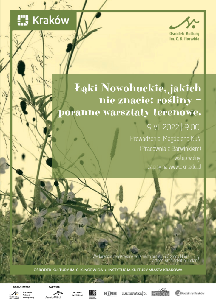 Łąki Nowohuckie, jakich nie znacie rośliny – poranne warsztaty terenowe Fotografia trawy na łące na żółtym tle. Łąki nowohuckie jakich nie znacie - poranne warsztaty terenowe.